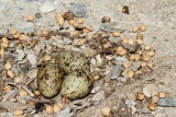 Nest of common tern gnezdo navadne čigre _MG_8277-11.jpg