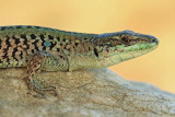 Italian wall lizard Podarcis siculus primorska kuarica_MG_0320-11.jpg
