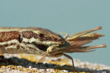 Lizard with prey kuarica s plenom_MG_0067-11.jpg