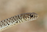 Balkan whip snake Hierophis gemonensis belica_MG_1950-11.jpg