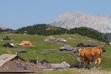 Velika planina_MG_0220-11.jpg