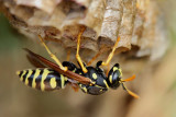 Wasp Vespa sp. osa_MG_0655-11.jpg