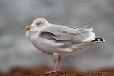 Herring gull Larus argentatus srebrni galeb_MG_0583-11.jpg