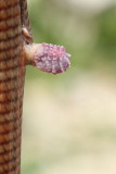 Everted hemipenis of glass lizard and rear leg_MG_5948-11.jpg