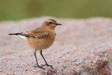 Northern wheatear Oenanthe oenanthe navadni kupar_MG_0438-11.jpg