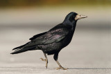 Rook Corvus frugulegus poljska vrana_MG_0899-111.jpg