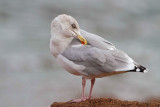 Herring gull Larus argentatus srebrni galeb_MG_0588-11.jpg