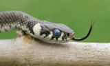 Grass snake Natrix natrix belouka_MG_1334-11.jpg