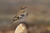 Chaffinch Fringilla coelebs inkavec_MG_1707-11.jpg