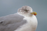 Herring gull Larus argentatus srebrni galeb_MG_0619-11.jpg