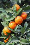 Orange pomarana_MG_2583-11.jpg