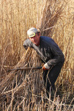 Cutting the reed senja trsta_MG_3880-11.jpg