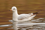  Black-headed gull Chroicocephalus ridibundus reni galeb_MG_5075-111.jpg