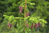 Norway spruce Picea abies smreka_MG_9757-11.jpg