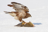 Buzzard and fish kanja in riba_MG_6541-111.jpg