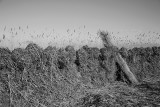 Sheaves of reed snopi trsta_MG_882111-111.jpg
