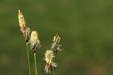 Sedge Carex sp. a_MG_2398-111.jpg