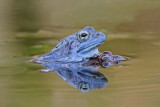 Moor frog Rana arvalis plavek_MG_8346-111.jpg