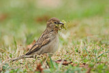 House sparrow Passer domesticus domai vrabec_MG_8818-11.jpg