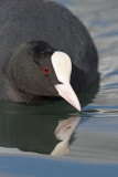 Coot Fulica atra rna liska_MG_7633-11.jpg