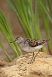 Wood sandpiper Tringa glareola movirski martinec_MG_7652-11.jpg