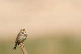 Corn bunting Miliaria calandra veliki strnad_MG_7793-111.jpg
