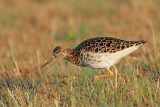 Ruff Philomachus pugnax togotnik_MG_9853-111.jpg