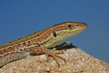 Italian wall lizard Podarcis siculus primorska kuarica_MG_5111-11.jpg