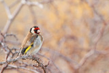 Goldfinch Carduelis carduelis liek_MG_7765-11.jpg