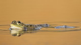 Marsh frog Pelophylax (Rana) ridibundus debeloglavka_MG_0134-111.jpg