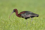 Glossy ibis Plegadis falcinellus plevica_MG_9384-111.jpg