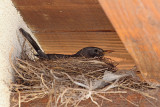 Blackbird on nest kos na gnezdu_MG_7821-11.jpg
