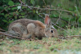 Common rabbit Oryctolagus cuniculus kunec_MG_5945-11.jpg