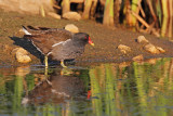 Common moorhen Gallinula chloropus zelenonoga tukalica_MG_9737-11.jpg