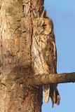 Long-eared owl Asio otus mala uharica_MG_4156-11.jpg