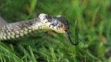 Grass snake Natrix natrix belouka_MG_8755-111.jpg