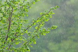 Spring shower pomladna ploha_MG_8291-111.jpg