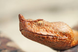 Portrait of nose-horned viper portret modrasa_MG_8474-111.jpg