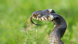Grass snake Natrix natrix belouka_MG_8707-111.jpg
