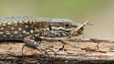 Common wall lizard with prey pozidna kuarica s plenom_MG_9934-111.jpg