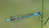 Common blue damselfly Enallagma cyathigerum bleei zmotec_MG_0490-111.jpg