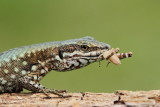 Common wall lizard with prey pozidna kuarica s plenom_MG_9917-111.jpg