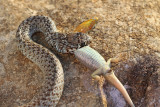 Balkan whip snake with lizard belica s kuarico_MG_0702-111.jpg