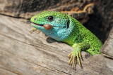 Green lizard with prey zelenec s plenom_MG_03931-11.jpg
