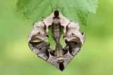 Eyed hawk-moth Smerinthus ocellatus okati večec_MG_1531-111.jpg