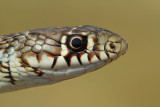 Balkan whip snake Hierophis gemonensis belica_MG_0921-111.jpg