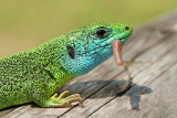 Western green lizard Lacerta bilineata zahodnoevropski zelenec_MG_0388-111.jpg