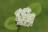 Wayfaring tree Viburnum lantana dobrovita_MG_81901-11.jpg