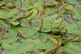 Broad-leaved pondweed Potamogeton natans plavajoči dristavec_MG_2305-111.jpg