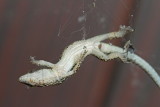 Lizard caught in spider web kučarica ujeta v pajkovi mrei_MG_3613-11.jpg